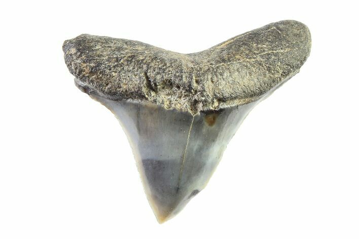 Rare,  Giant Thresher Shark (Alopias) Tooth - South Carolina #321397